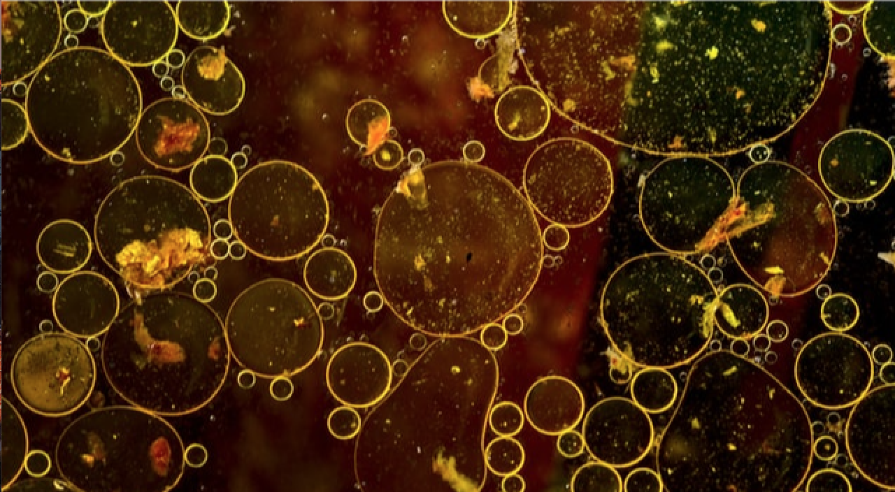 大蒜廢水處理 大蒜廢水處理