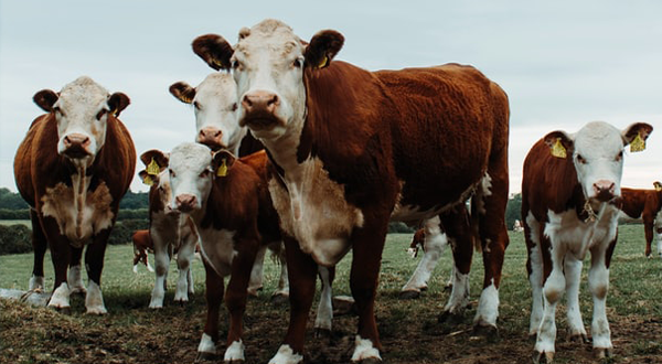 奶牛養(yǎng)殖場(chǎng)污水處理方法-污水處理流程-樂(lè)中環(huán)保