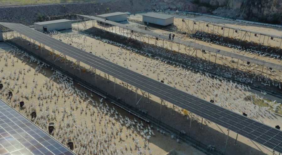 養(yǎng)鵝廢水處理方案及工藝設(shè)備講解 養(yǎng)鵝廢水處理方案及工藝設(shè)備講解