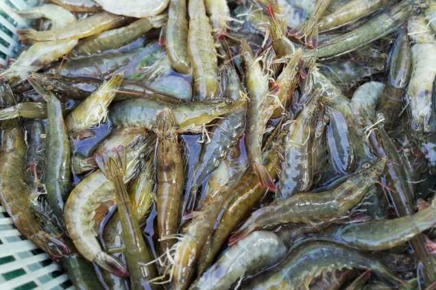 養蝦廢水怎么處理效果好？解決方案！-1