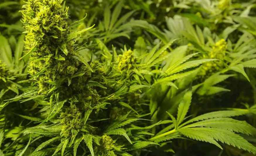 大麻加工廢水處理方案-1 大麻加工廢水處理方案-1